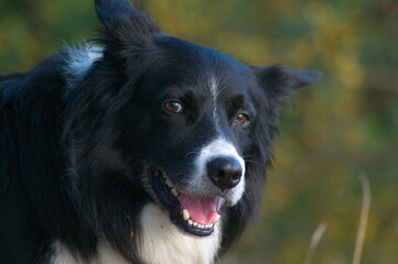 border collie dog