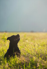 Black dog sitting sideways looking up, posing in green grass. The Staffordshire Bull Terrier is a friendly, obedient and joyful pet. Pet products promotion banner, pet care, pet food - 514609602