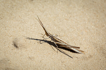 A close-up of a female cone-headed grasshopper (Acrida ungarica) . Kinburn Spit. Ukraine