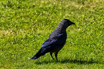 Coloeus monedula also known as the Eurasian, European or western jackdaw - Dover, Kent, United Kingdom