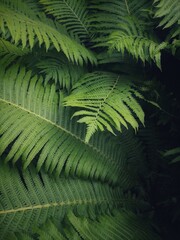 fern leaves