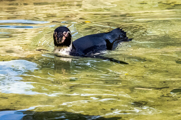 Swimming humboldt penguin (Spheniscus humboldti) is a medium-sized penguin from South America