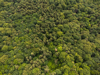 Aerial top view forest tree, Rainforest ecosystem and healthy environment concept and background, Texture of green tree forest view from above.