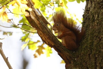 Eichhörnchen sitzt auf einem Baum mit einer Nuss im Maul