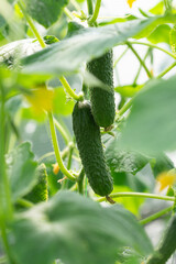 Ripe cucumbers on plant