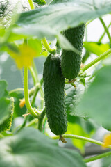 Ripe cucumbers on plant