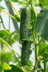 Ripe cucumbers on plant