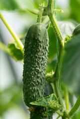 Ripe cucumbers on plant