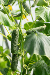 Ripe cucumbers on plant