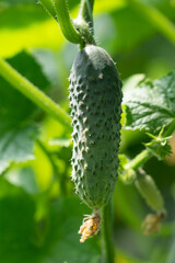 Ripe cucumbers on plant