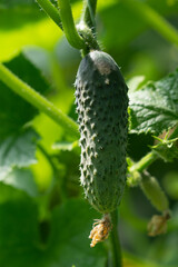 Ripe cucumbers on plant