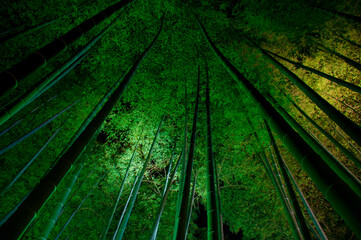 Fototapeta na wymiar Bamboo by Night, Japan
