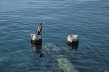 Shag (bird) on a post