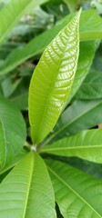green leaf background