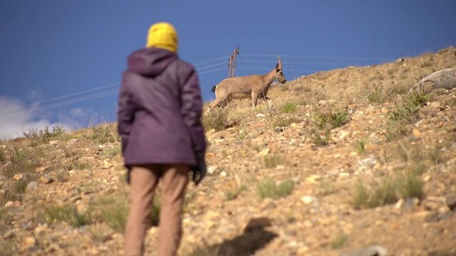 Woman walking in the mountains with a Himalayan Blue Sheep nearby.
