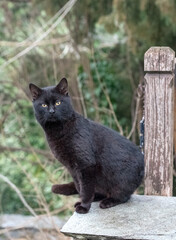 Obraz premium Black cat standing and looking. Green blurred background