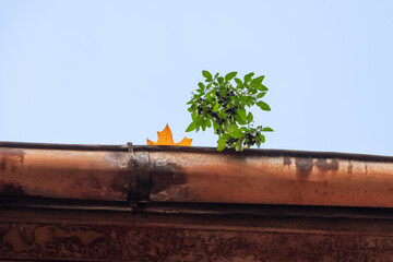 Small plant with white flowers and black berries grown on roof edge in rusty rain gutter. Yellow...