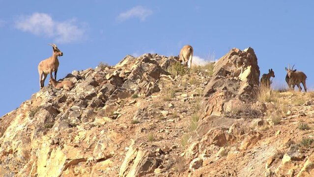 Himalayan Blue Sheep on a rocky terrain in Kibber Wildlife Sanctuary in Spiti Valley. 