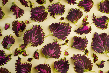 Coleus leaves and seedlings. Leaves pattern. Flower maze. Coleus is an indoor and outdoor plant with colorful leaves. Deciduous background. Leaf and shoot top view.