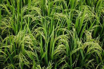 Rice spikes close-up. Texture of green rice fields.