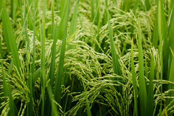 Fototapeta na wymiar Texture of green rice fields. Spikes close-up.