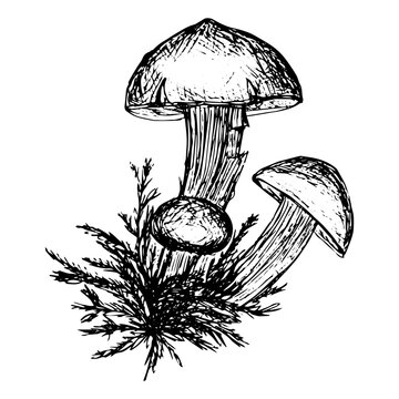 Mushroom sketch, hand drawn, stock vector illustration, black outline isolated on white background, medicine, cooking, design, poster, sticker, clipart, food design