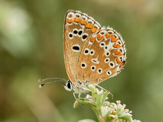 Southern Brown Argus. Aricia cramera    
