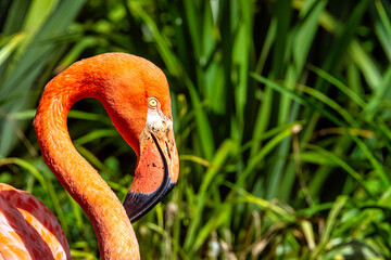 Phoenicopterus ruber known as American or Caribbean flamingo - Peninsula de Zapata / Zapata Swamp, Cuba