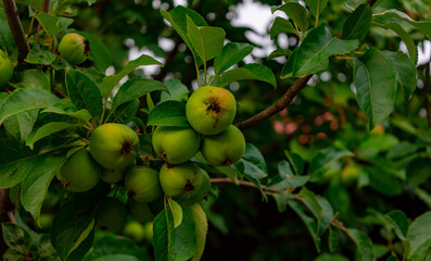 green apple on tree