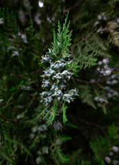 snow covered pine needles
