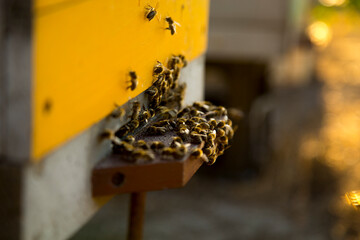 Bees fly near their hive.