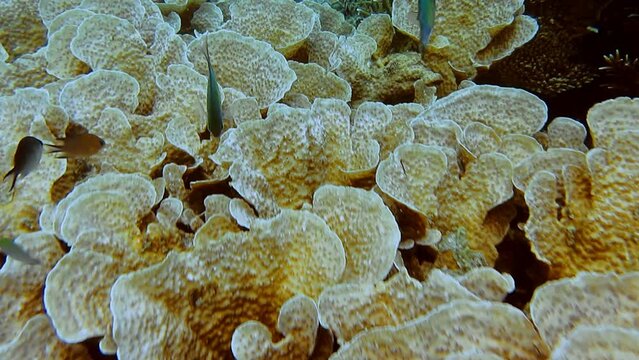 Cabbage coral really look like a huge cabbage.Turbinaria reniformis, commonly known as yellow scroll coral, is a species of colonial stony coral in the family Dendrophylliidae
