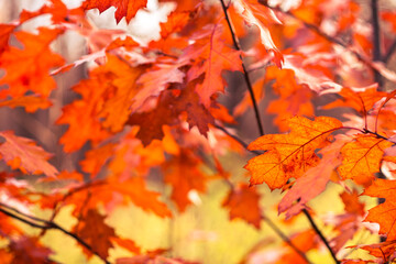 Naklejka na ściany i meble Colorful foliage of a Canadian maple on the branches of a tree in close-up on a blurry background of autumn colors. Background. Selective focus