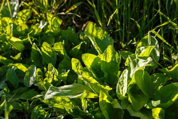 Fresh green leaves of plantain. Broadleaf plantain plant, Plantago major. Green leaves in the sun.