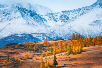 Snow-covered mountains with yellow autumn trees. Beautiful autumn landscape. Kurai steppe in Altai mountains, Siberia, Russia. - obrazy, fototapety, plakaty