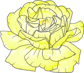 Abstract yellow rose flower are blooming with empty background.