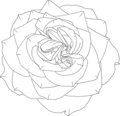 Abstract line rose flower are blooming with empty background.