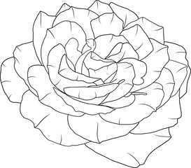 Abstract line rose flower are blooming with empty background.