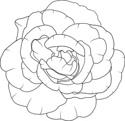 Abstract line rose flower are blooming with empty background.