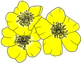 Fototapeta premium Abstract yellow rose flower are blooming with empty background.