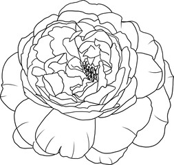 Abstract line rose flower are blooming with empty background.