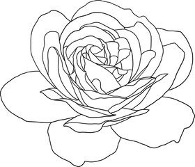 Abstract line rose flower are blooming with empty background.