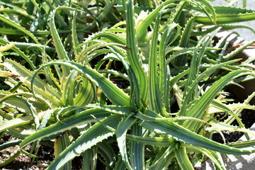 Garden With Beautiful Varigated Aloe Plant Leaves