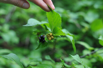 Fruits of Rhodotypos scandens botanical plant with 
 green leaves. Outdoors photo. Growing botanical plants ,bushes and trees concept.
