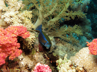  A Bluetail trunkfish Ostracion cyanurus swimming between colorful soft corals    
