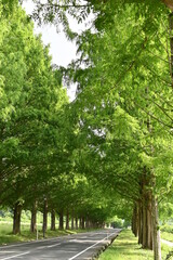 メタセコイヤ並木