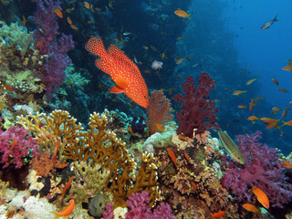  Coral hind Cephalopholis miniata swimming over a colorful Red Sea coral reef    