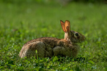 Bunny Rabbit in short grass on our lawn on a sunny summer morning.  Ticks have been a very bad...