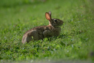 Bunny Rabbit in short grass on our lawn on a sunny summer morning.  Ticks have been a very bad problem this year in Windsor in Upstate NY.