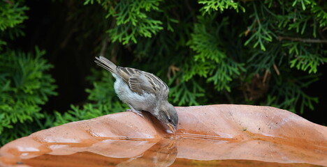 young sparrow drinks water,junger sperling trinkt wasser